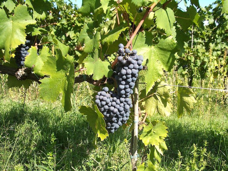 Chianti Classico