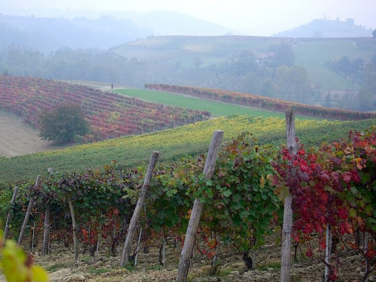 Piemont: Trüffel und Weine